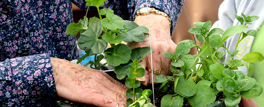 Elderly woman planting a flower